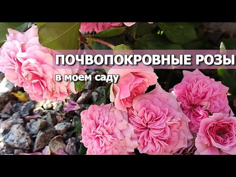 Видео: ПОЧВОПОКРОВНЫЕ РОЗЫ В МОЕМ САДУ | Розы: Надя Мейяндекор, Лес Кватре Сизонс, Аспирин