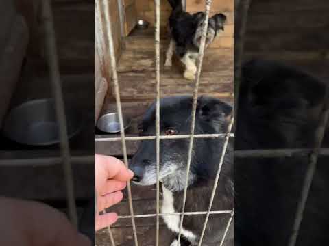 Видео: К нам приехали волонтеры 🤗