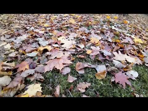 Видео: 🌳💬 Ораниенбаум: прогулки и размышления | Oranienbaum: Walks and Reflections.#СПб #МыслиВСлух #Влог