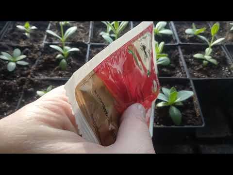 Видео: Как избавиться от мошек в комнатных цветах и рассаде!