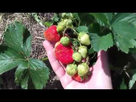 Видео: Клубника.  Серая гниль . Профилактики и лечение.