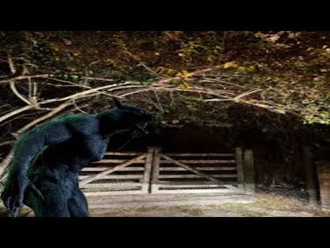 Видео: Оборотень — ужас леса