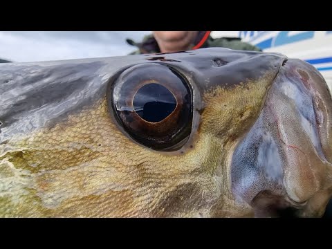 Видео: Рыбалка  Не стыдно перед друзьями  Норвегия