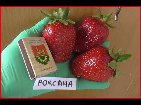 Видео: РОКСАНА -проверенный итальянский сорт высокоурожайной клубники.