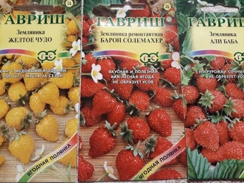 Видео: Посев земляники мелкоплодной (часть 1)