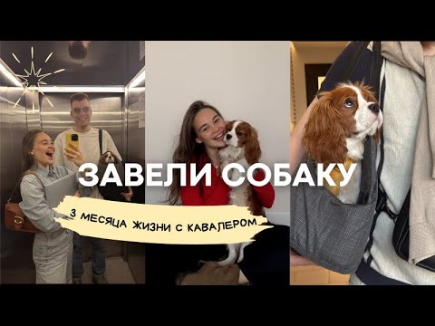 Видео: Мы завели собаку. 3 месяца жизни с Кавалер Кинг Чарльз спаниелем