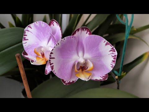 Видео: Дикий кот БЛОНДИН, Клеопатра НЕ ТО ПАЛЬТО, Каменная роза СРАЗИЛА и т.д.