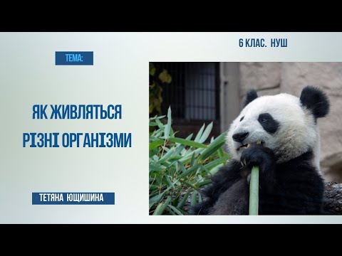 Видео: Урок 27. Як живляться різні організми. 6 клас. НУШ