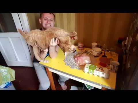 Видео: РЕЦЕПТ СЫРНИКОВ ОТ ПРАБАБУШКИ НАСТИ
