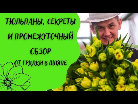 Видео: Секреты выгонки тюльпанов, сезон 2022. выгоняем тюльпаны к 8 марта.