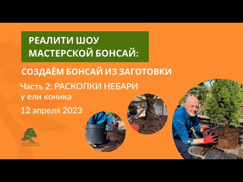 Видео: С чего начать бонсай: раскапываем корни