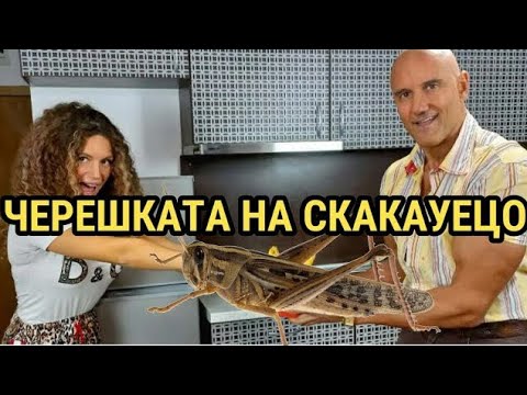 Видео: НАПАДАТ НИ ЩУРЦИ И ГЪСЕНИЦИ. ПЪРВА ЧАСТ.