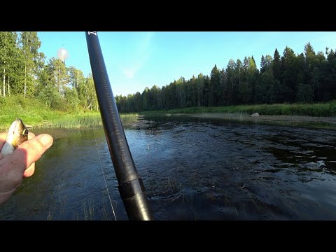 Видео: Вечерняя рыбалка на кузнечика, встреча с одинокой цаплей и журавлями.