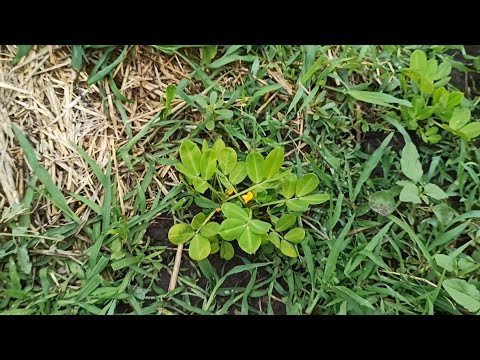 Видео: Арахис на огороде. Первый опыт выращивания арахиса.