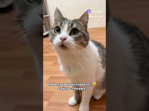 Видео: Ну кактебе🥹🌸