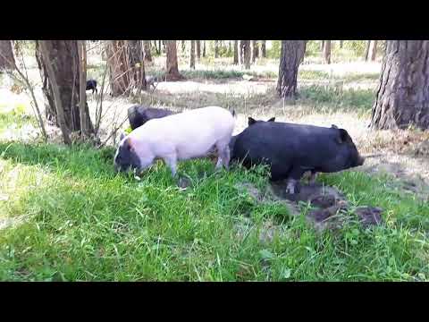 Видео: Выгодно ли разводить вьетнамских свиней? How to breed Vietnamese pigs with profit?