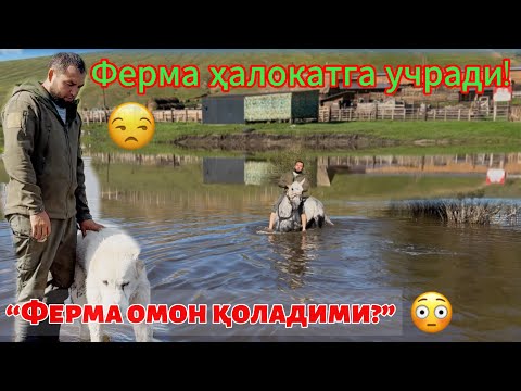Видео: “Сув нимани олди, нимани қолдирди?”😟💦💧#чорвачилик #ферма #қишлоқхўжалиги #узбекистан #фермерлик 