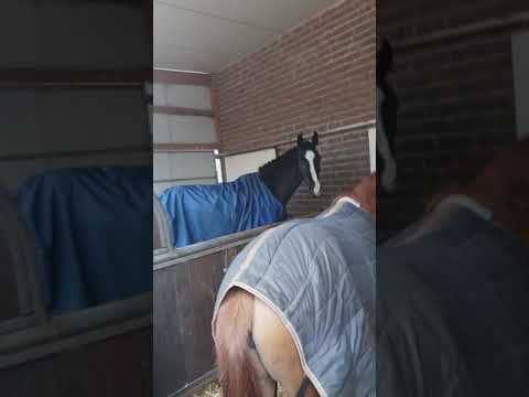 Видео: Конюшня в  Германии