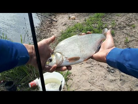 Видео: РЕКА ИШИМ.Ловлю леща на донку!
