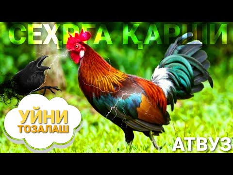 Видео: Срочно! Уйни Хӯроз Орқали Сеҳрдан тозалашни ва аниқлашни сирли Йӯли АТВУЗ СЕҲРГА ҚАРШИ ВИДЕО! ATVUZ