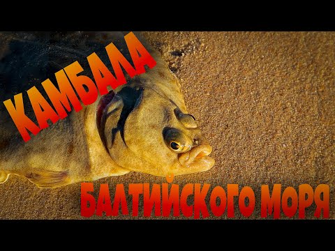 Видео: Ловля КАМБАЛЫ на БАЛТИЙСКОМ море. КАК ЧИСТИТЬ и готовить КАМБАЛУ!!!