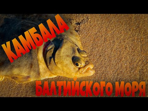 Видео: Ловля КАМБАЛЫ на БАЛТИЙСКОМ море. КАК ЧИСТИТЬ и готовить КАМБАЛУ!!!