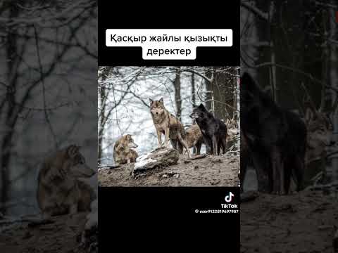 Видео: видео 4