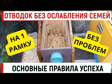 Видео: Отводки без ослабления семей.  Основные правила.  Даже на 1 рамку!