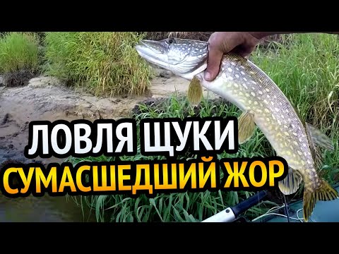 Видео: И СНОВА СУМАСШЕДШИЙ ЖОР У ЩУКИ!!! Ito Shiner от BearKing, или реальный воблер  для ловли ЩУКИ.