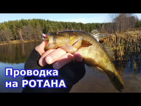 Видео: Ротаны на микроджиг и дропшот. Проводка для ловли ротана, силиконовые приманки.