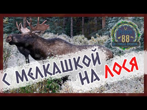 Видео: Регион 88 | С мелкашкой за лосем. Куда стрелять