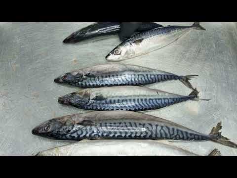 Видео: СКУМБРИЯ-МАКРЕЛЬ,ВИДЕООТВЕТ
