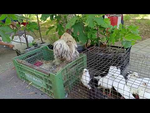 Видео: Ярмарка голубей г Измаил 08.06.25
