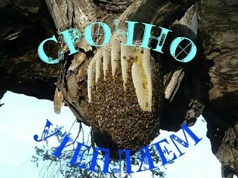 Видео: СРОЧНО УТЕПЛЯЕМ!!! ЛЕТКИ. ПОДСТАВКИ ПОД УЛЬЯ.