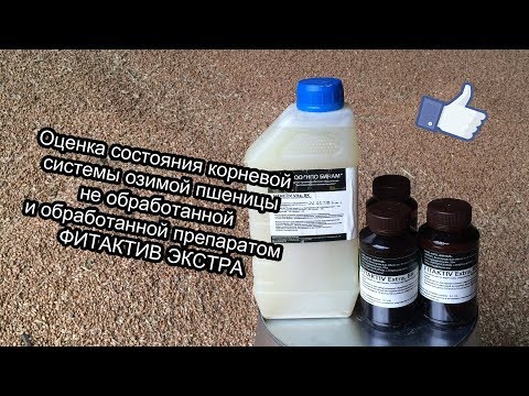 Видео: Фитактив ЭКСТРА. Влияние на корневую систему озимой пшеницы