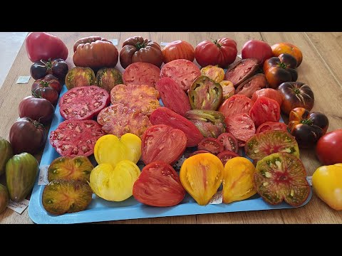Видео: Мега обзор вкусных и урожайных томатов. 