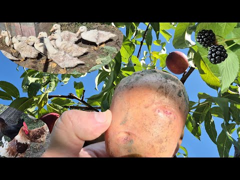 Видео: Чесно Про ВСЕ
