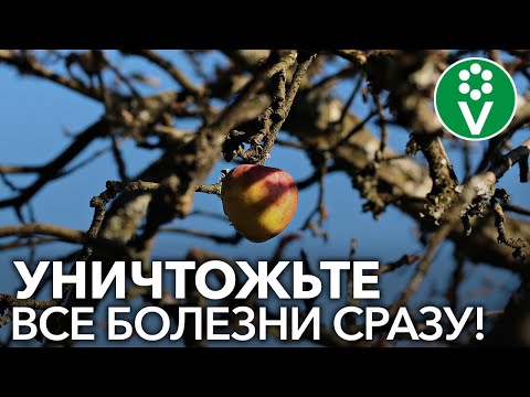 Видео: Обработайте ТАК сад ПЕРЕД ЗИМОЙ! Классический рецепт искореняющей обработки