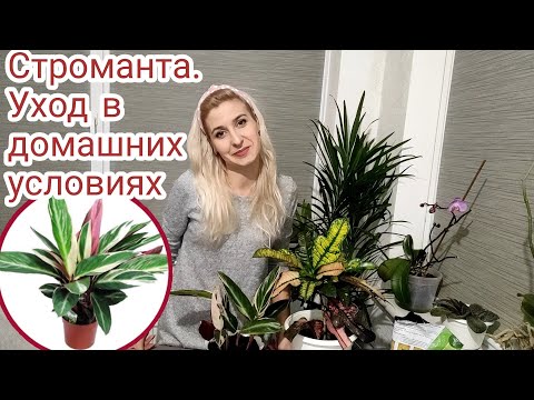 Видео: Строманта. Уход в домашних условиях. Неприхотливый сад