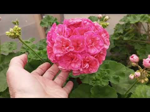 Видео: Красоты много не бывает! Цветущая пеларгония!