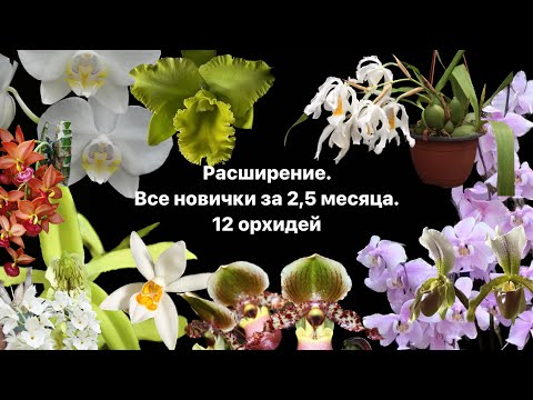 Видео: РОСТ В 2 РАЗА! Все 12 новичков за 2,5 месяца. ОБЗОР.