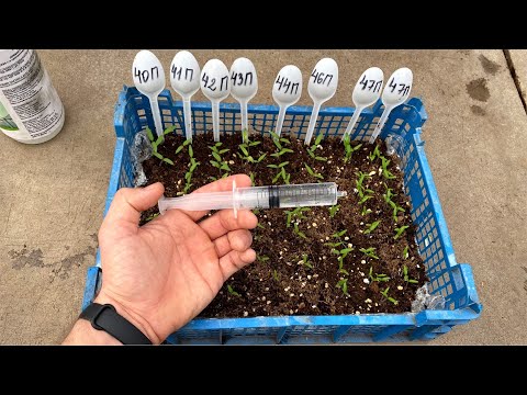 Видео: Для обработки посевов использую только этот препарат! Лекарство от черной ножки