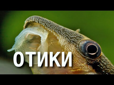 Видео: Отоцинклюсы: мифы и реальность
