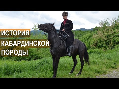 Видео: Асланбек Султанович Мирзоев. История Кабардинской породы лошадей.