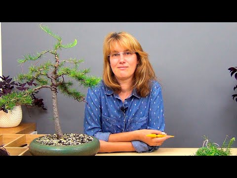Видео: Бонсай из лиственницы (ч.4).