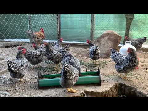 Видео: Amrocks,Bielefelder Kennhuhn.                         Породистая птица Амрокс ,Билифельдер. 10.09