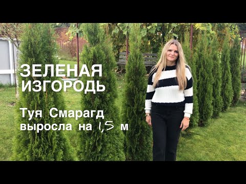 Видео: ЗЕЛЕНАЯ ЖИВАЯ ИЗГОРОДЬ ИЗ ТУИ СМАРАГД 🌲ОСЕННИЙ УХОД 🌲