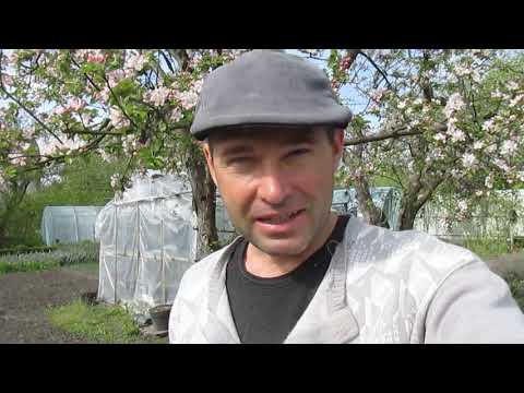 Видео: ЗАПОМНИТЕ! НАДО САЖАТЬ ПО ЭТИМ ПРАВИЛАМ. Просто и с гарантией приживаемости.