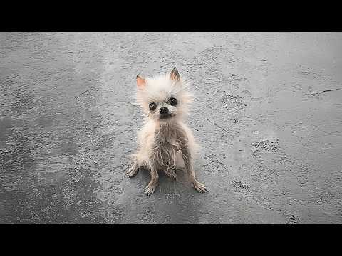 Видео: Бездомная собака, больная и иссохшая, тащит парализованные лапы и идет одна, без сострадания.