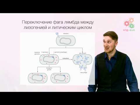 Видео: Регуляция работы генов. Регуляция транскрипции у прокариот. Часть 2